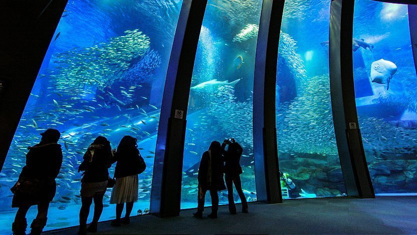 A view from an underground aquarium into many many schools of fish, and some rays.