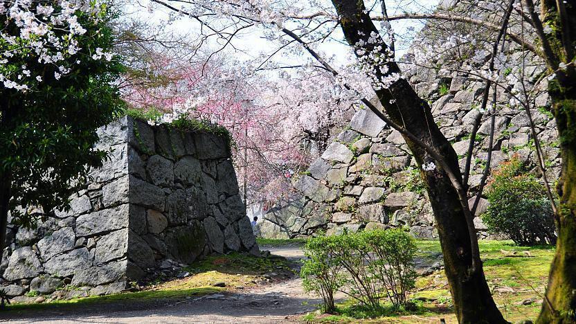 A photo of Fukuoka Castle ruins with pink cherry-blossom trees in the background.