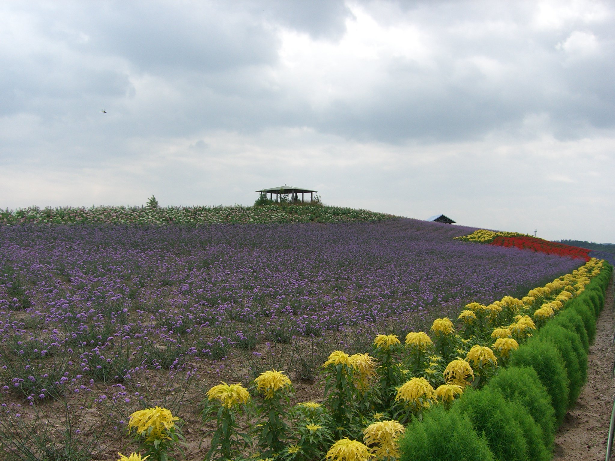 A flower field in Hokkaido. Closest to the photographer are yellow flowers with long petals, and behind those are purple flowers with short petals. Far away are white, pink, and red flowers.